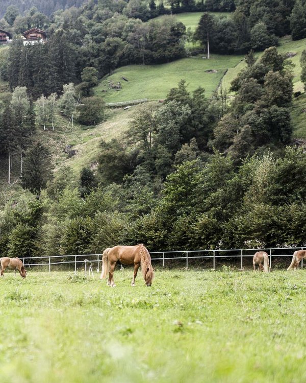 The Stroblhof: your hotel with childcare in South Tyrol